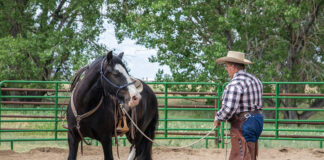 A trainer practices groundwork with a horse to prevent bucking