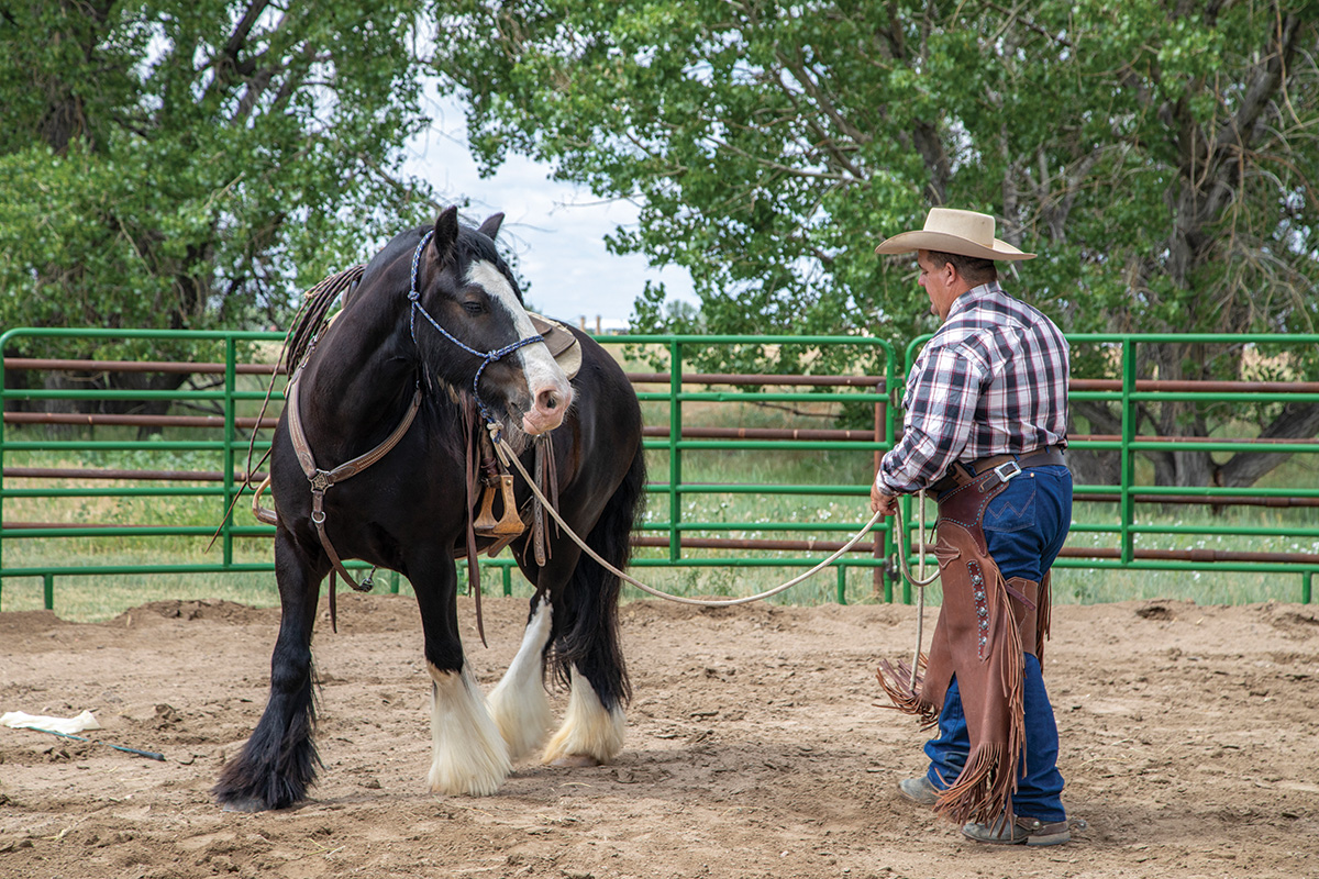 A trainer practices groundwork with a horse to prevent bucking