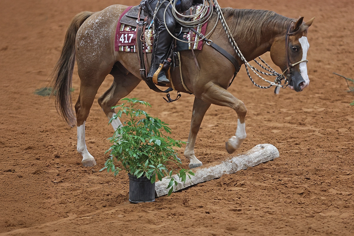 A horse walking over a pole in a ranch horse class.
