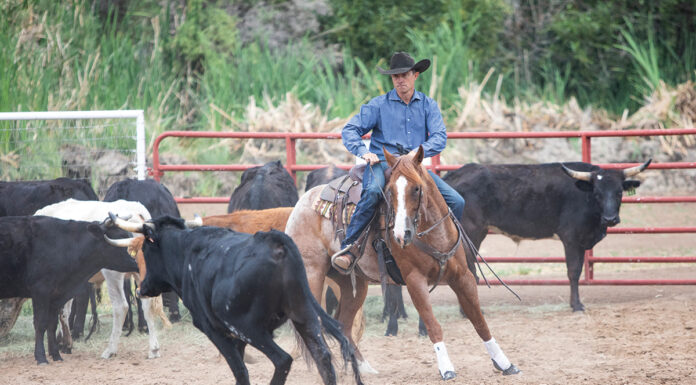 A cow horse working a steer