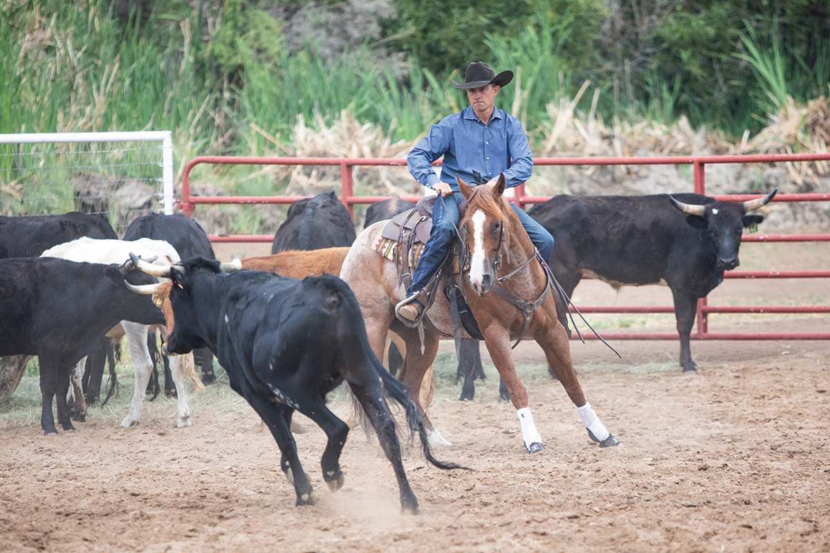 A cow horse working a steer