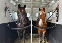 Teach Your Horse to Self-Load in the Trailer Two horses in a horse trailer after self-loading