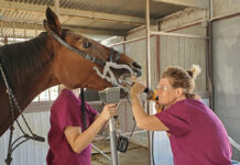 A senior horse undergoing a dental exam for routine care