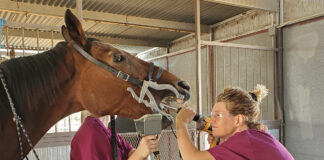 A senior horse undergoing a dental exam for routine care