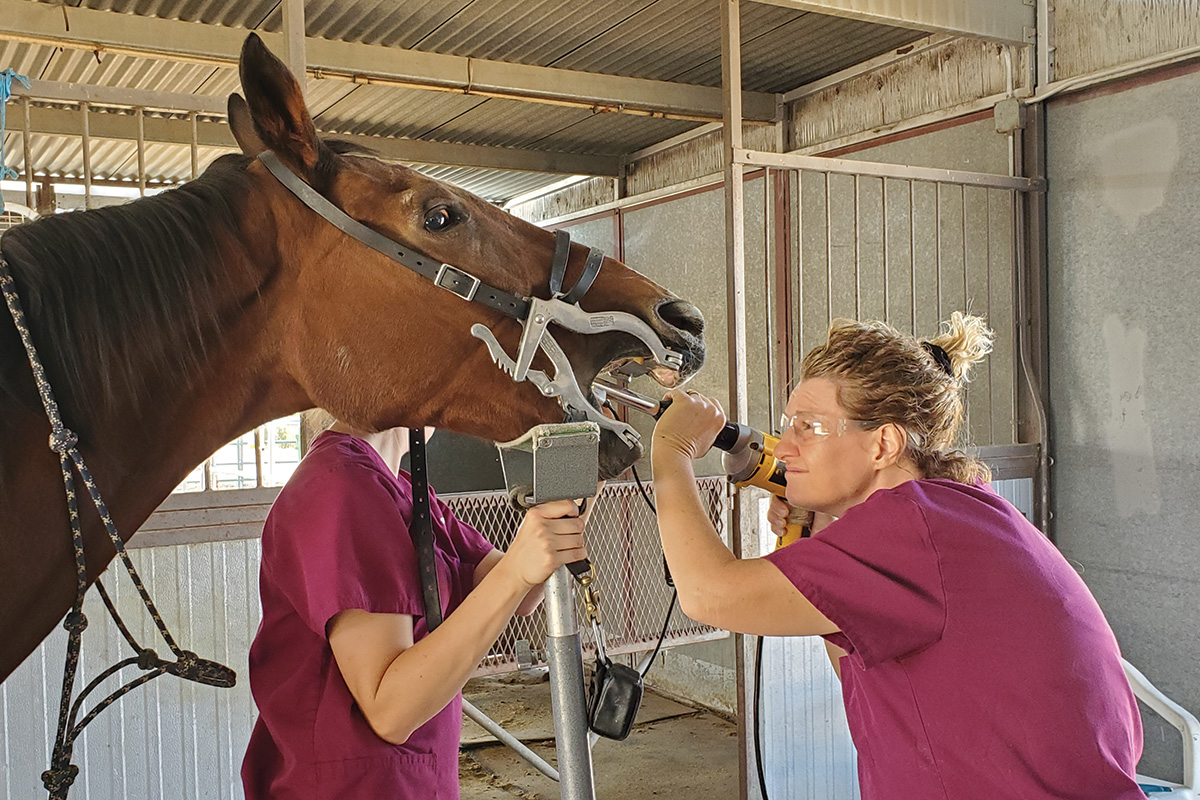 A senior horse undergoing a dental exam for routine care