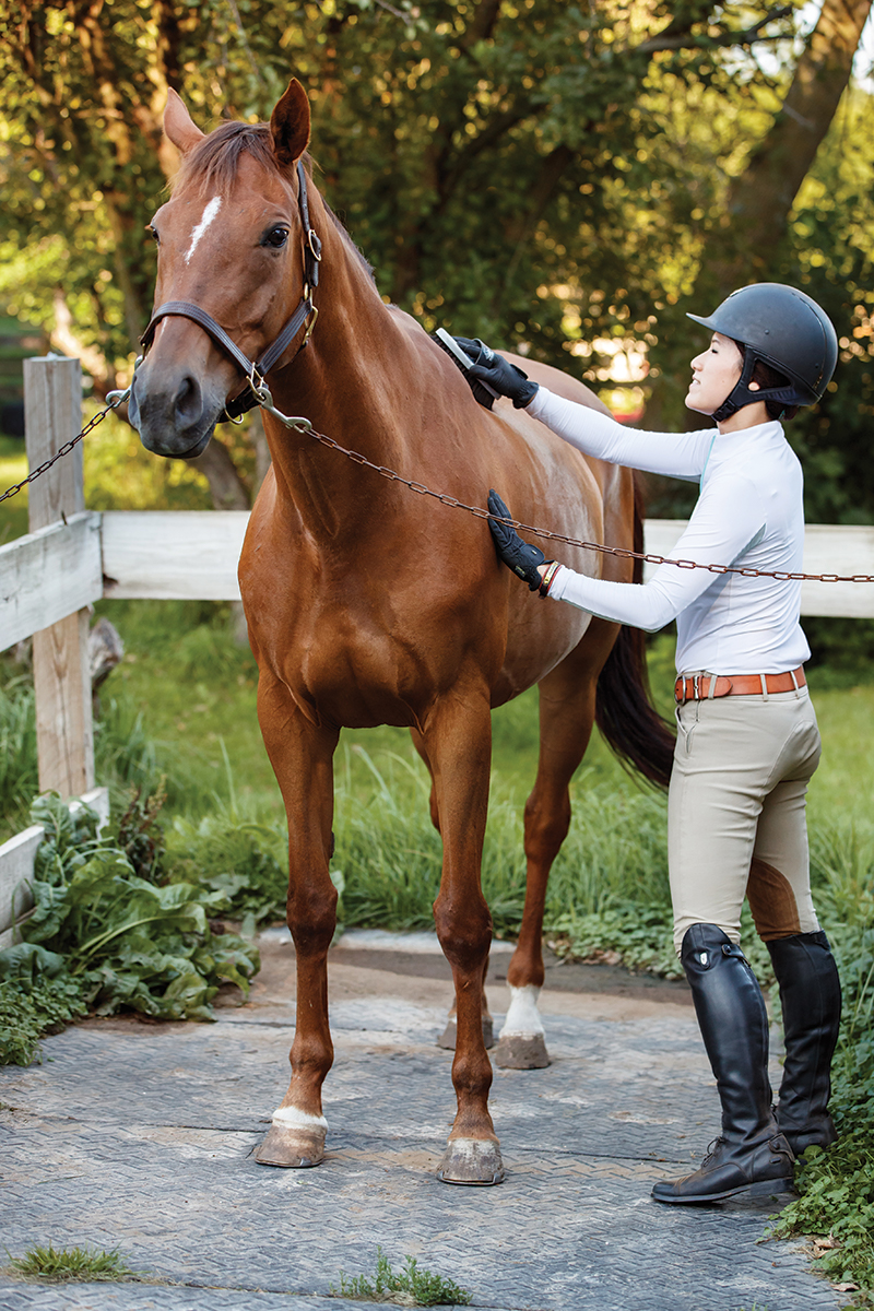 horse hates grooming