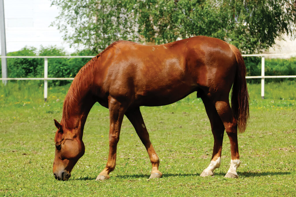 equine microbiome