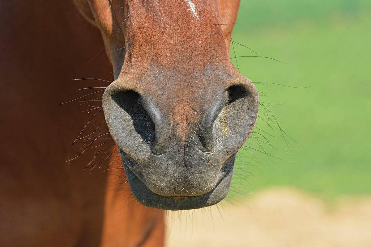 horse allergies