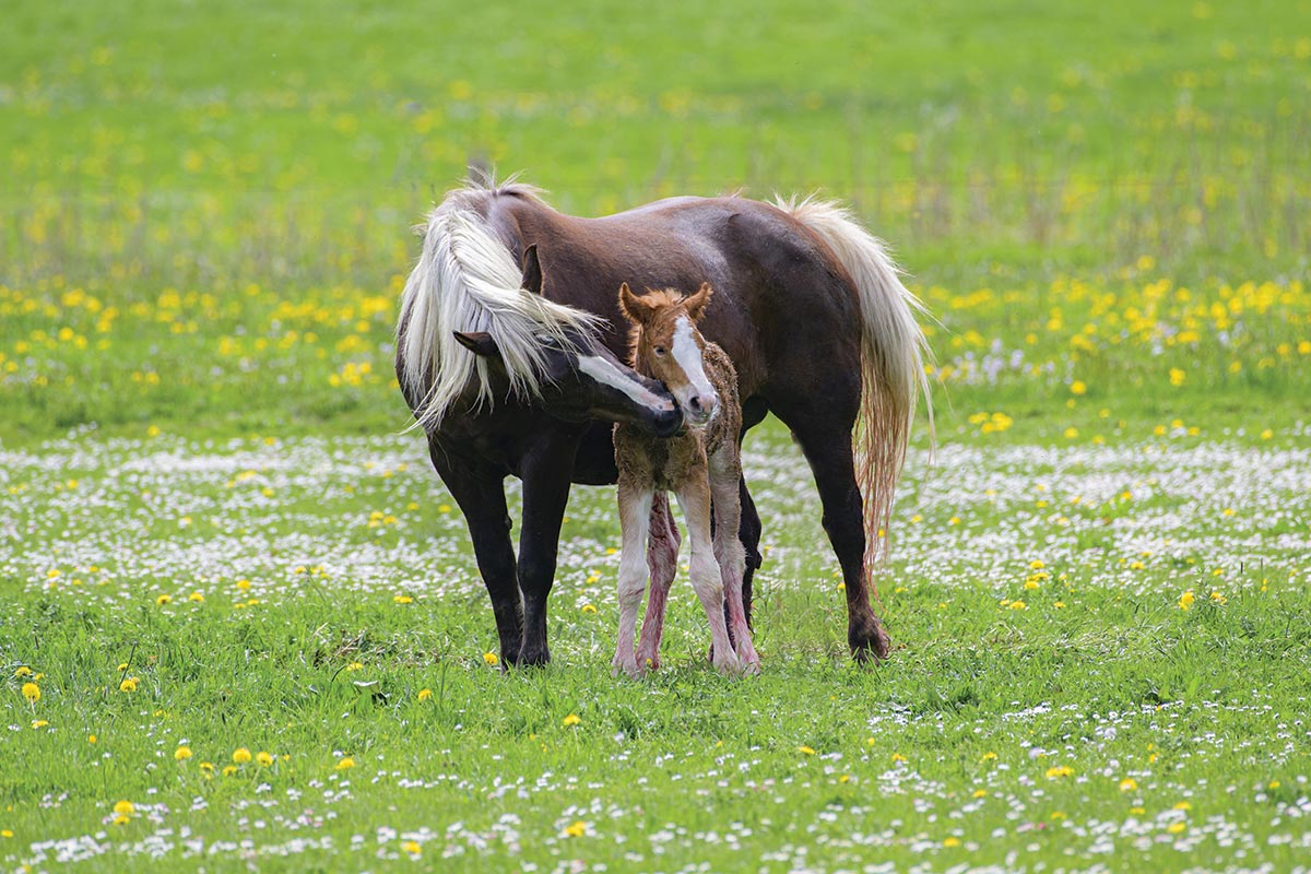 pregnant pony