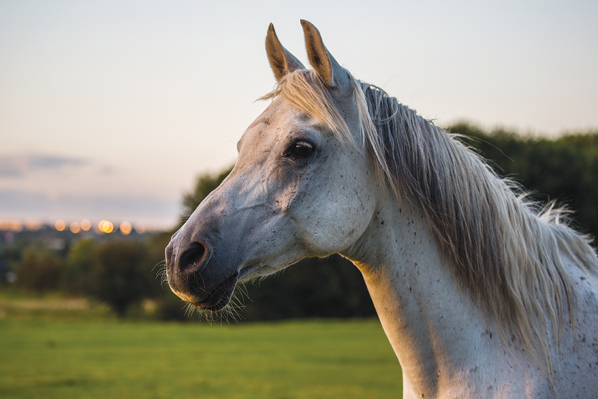 lessons horses teach