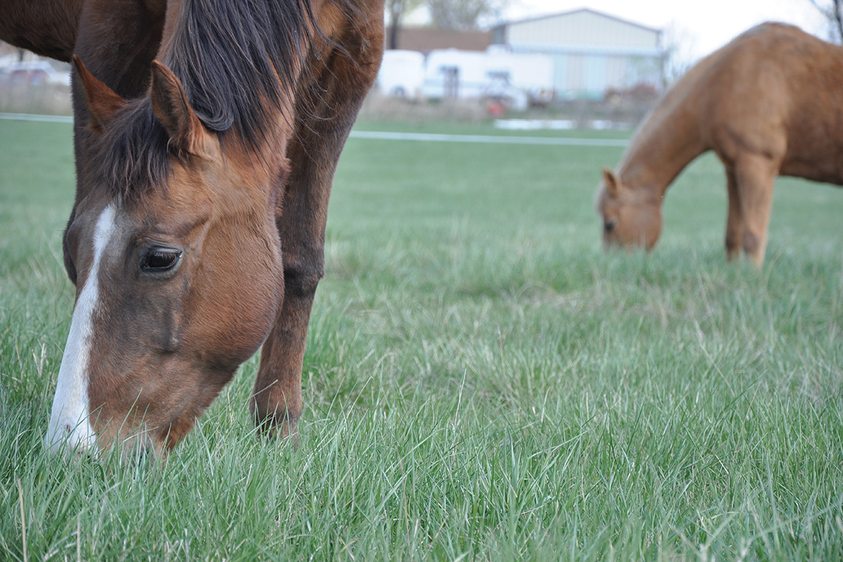 Horses graze on a spring pasture