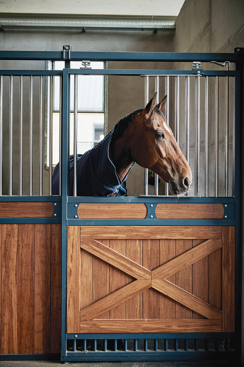 A horse in a stall.