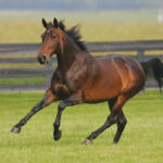 A dark bay stallion galloping in a field