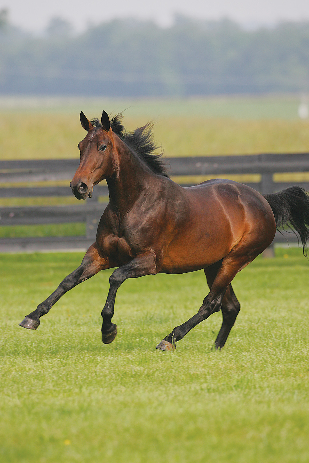 A dark bay stallion galloping in a field