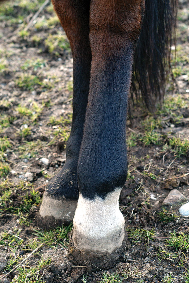 Horse legs stocking up