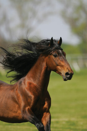 Breed Spotlight Tennessee Walking Horse Horse Illustrated