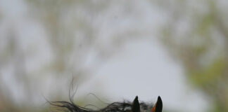 A Tennessee Walking Horse.