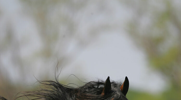A Tennessee Walking Horse.
