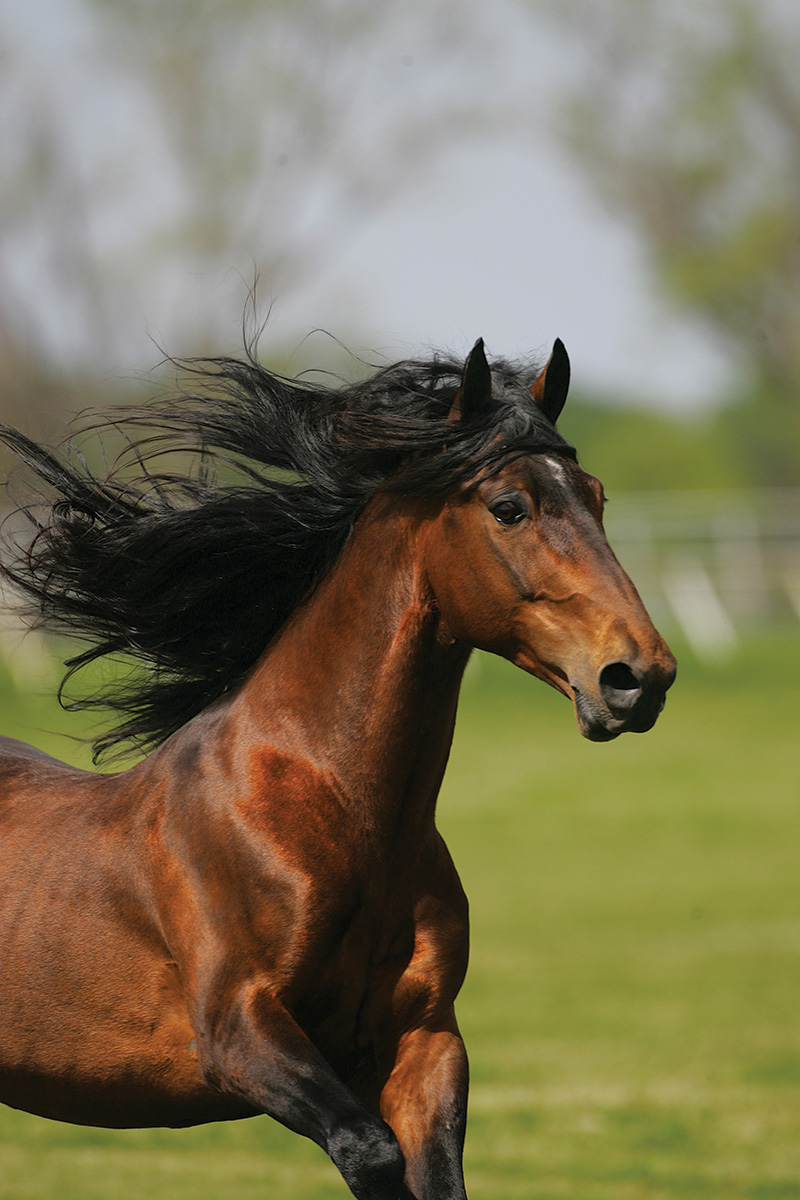 A Tennessee Walking Horse.