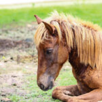 Stronger horse care laws are needed to protect horses at some trail outfitters.