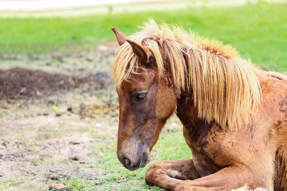 Stronger horse care laws are needed to protect horses at some trail outfitters.