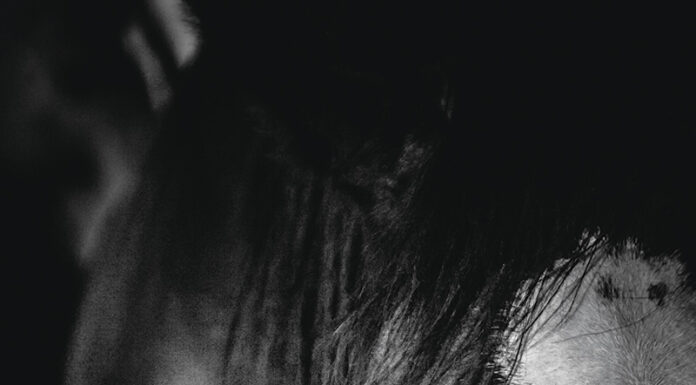 Find out what happens to Big Angus in this edition of Vet Adventures.