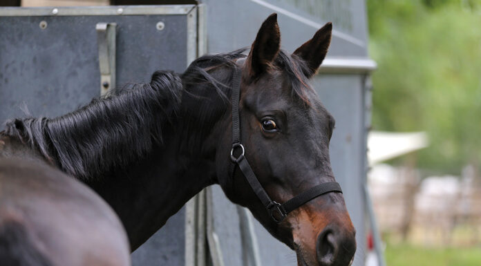 A horse tied to a trailer. In this edition of Vet Adventures, an unexpected client ruins her morning coffee.