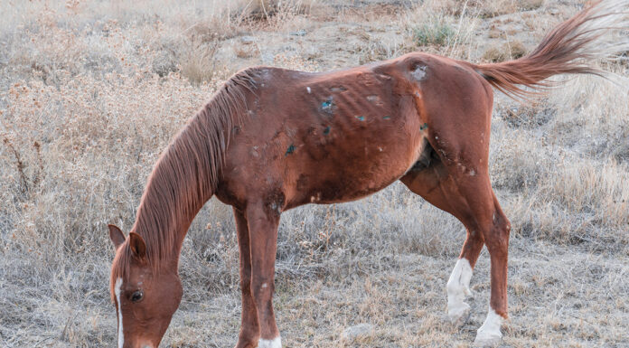 A thin horse from a rescue intake