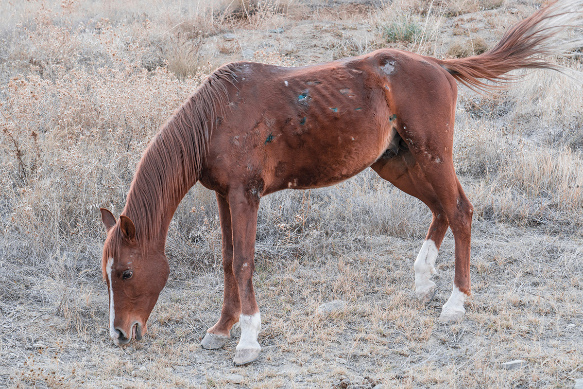 A thin horse from a rescue intake