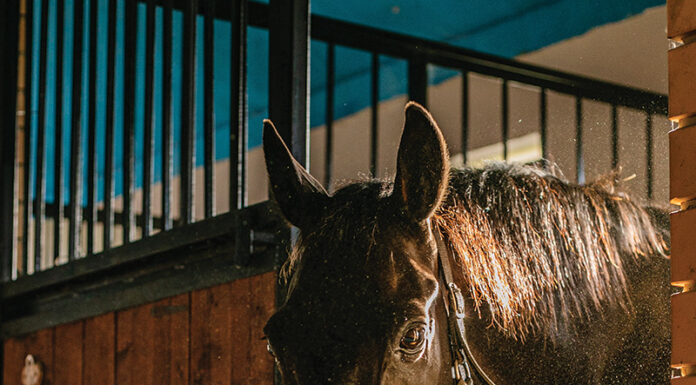 A horse depicting the one in this edition of Vet Adventures, in which Dr. Diehl treats both a joint wound and humanitis.