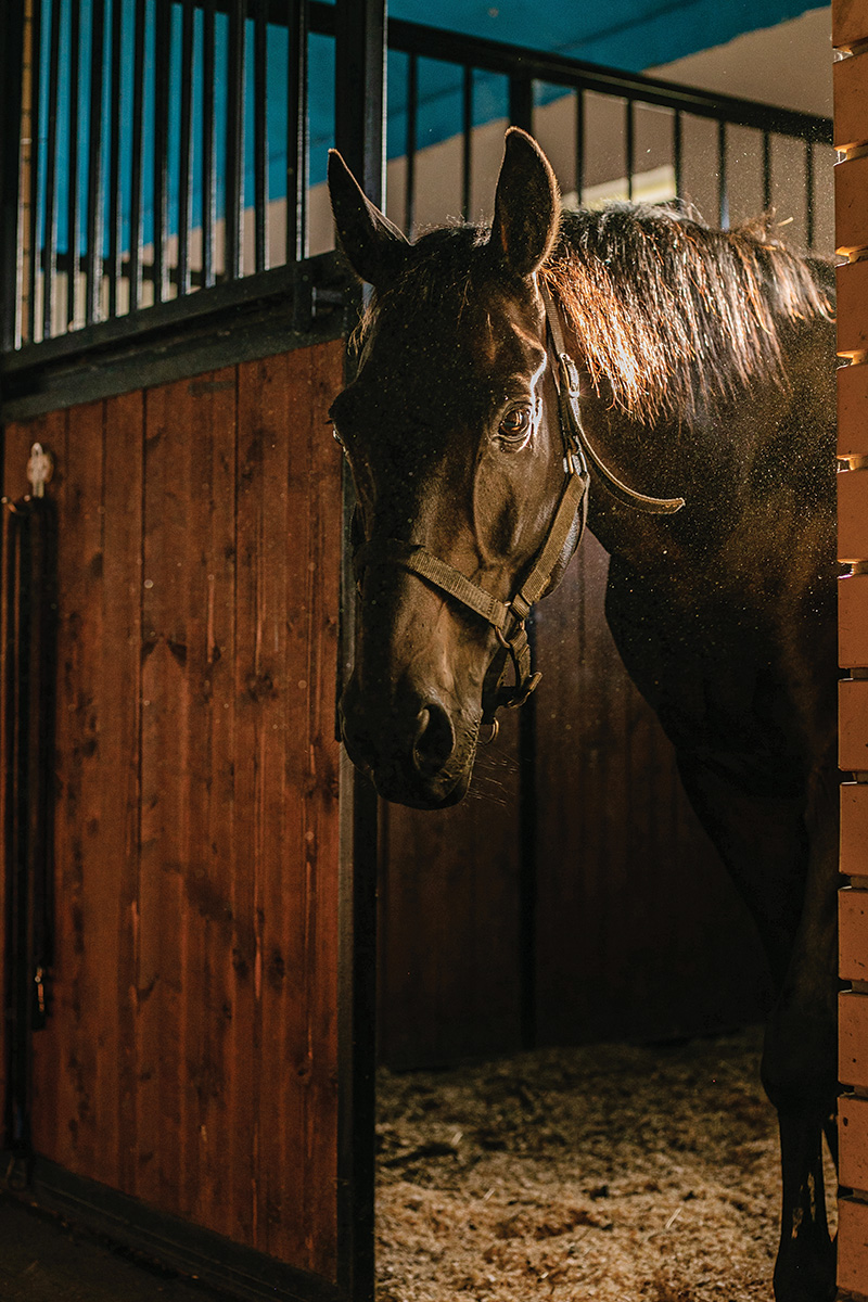 A horse depicting the one in this edition of Vet Adventures, in which Dr. Diehl treats both a joint wound and humanitis.