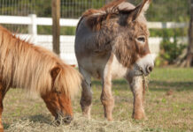 A mini horse and donkey eat hay together after an animal cruelty rescue intake