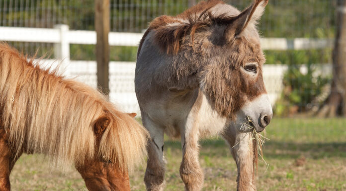 A mini horse and donkey eat hay together after an animal cruelty rescue intake