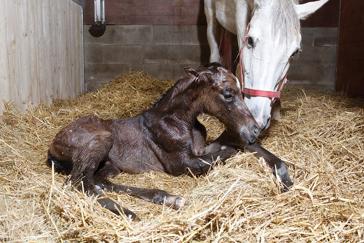 A mare and newborn foal