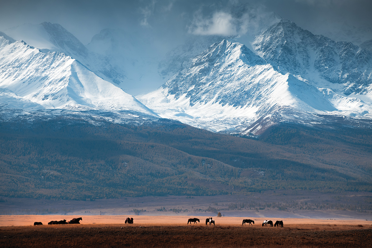 Horses on a mountain ranch. In this edition of Vet Adventures, Dr. Diehl must help with a rescue intake from a mountain ranch.