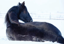 A frigid day brings a case of colic needing a very special palpation.