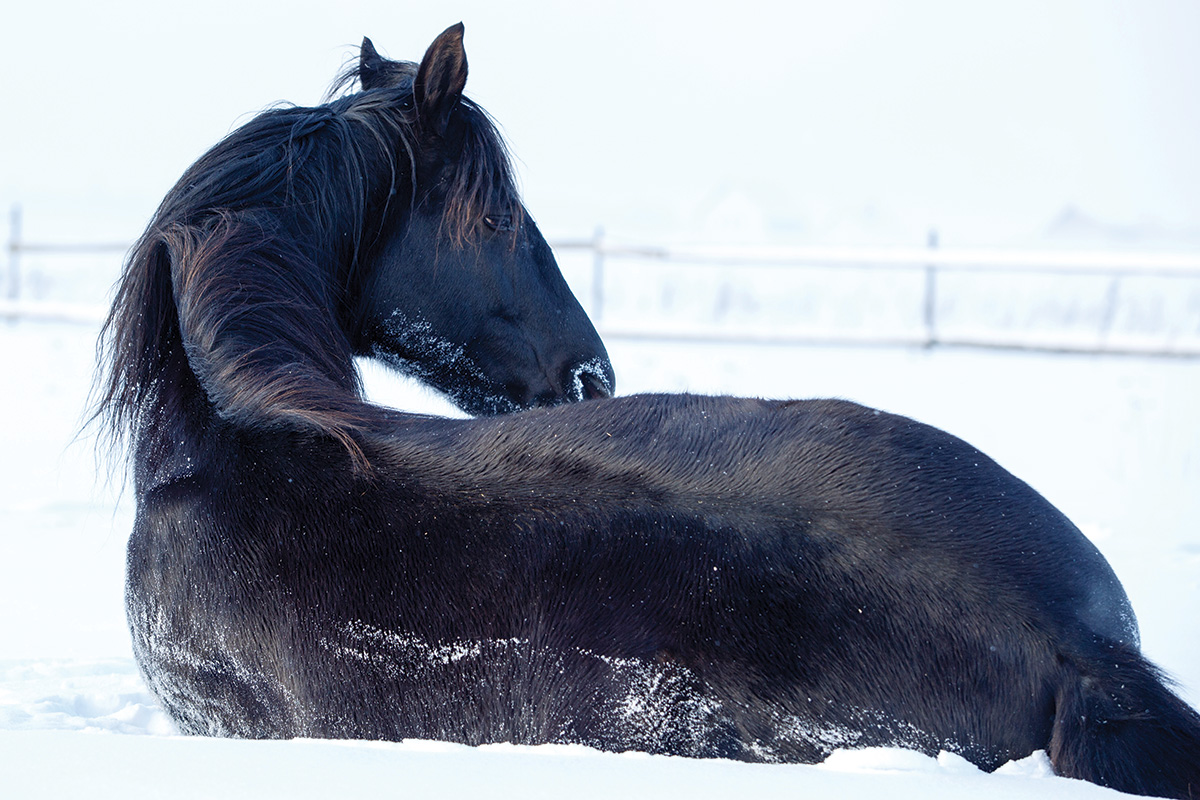 A black stallion lays on the snowy ground in discomfort in this edition of Vet Adventures