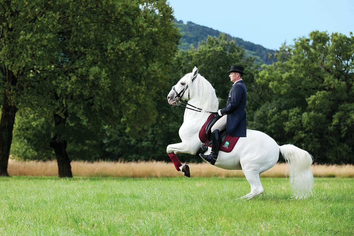 A rearing Lipizzaner.