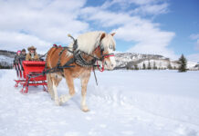 A one-horse open sleigh ride with Georgie at Vista Verde Ranch.