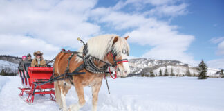 A One-Horse Open Sleigh at Vista Verde Ranch A one-horse open sleigh ride with Georgie at Vista Verde Ranch.