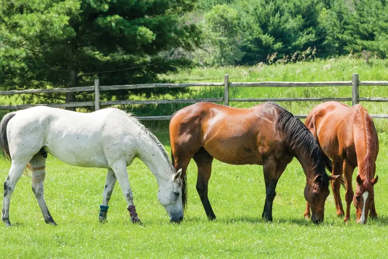 Vitamin E for Horses