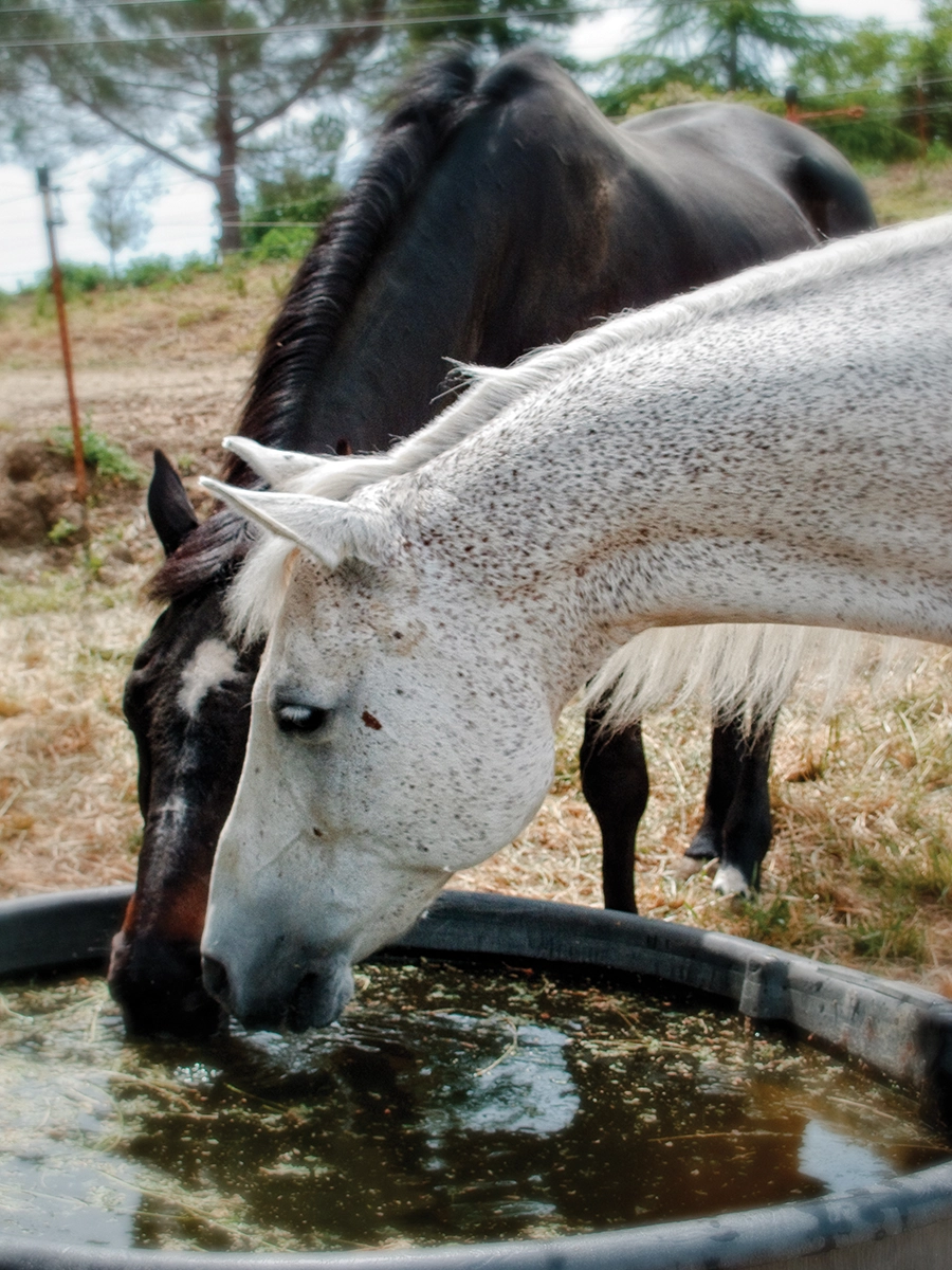 Horses drinking out of a water trough with algae.