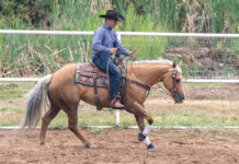 A western trainer prepares his palomino horse for a lead change