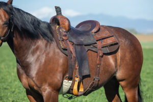 Western Saddle Fit Made Simple