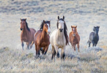 Wild horses, which face population control issues