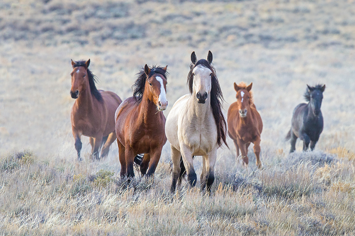 Wild horses, which face population control issues