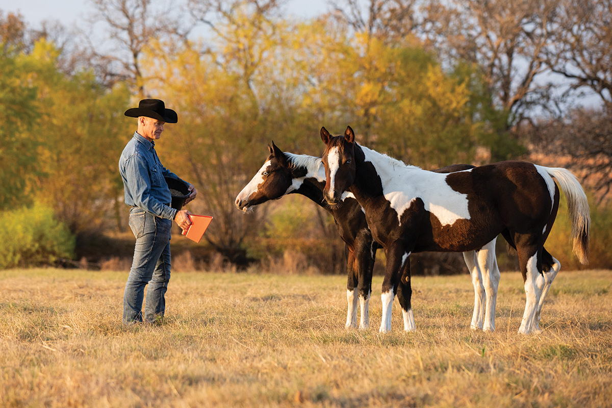 A cowboy feeding young horses with proper nutrition