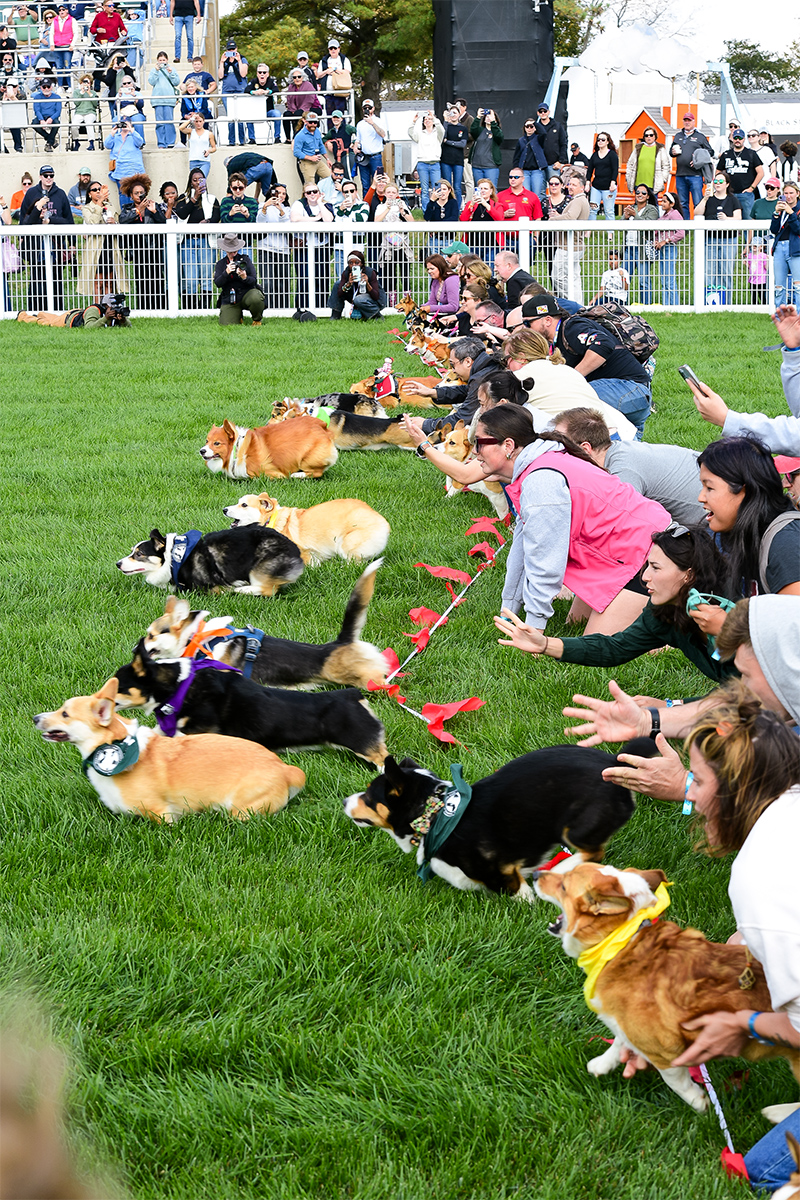Corgis race off the line during the finals of the 2025 Corgi Cup.