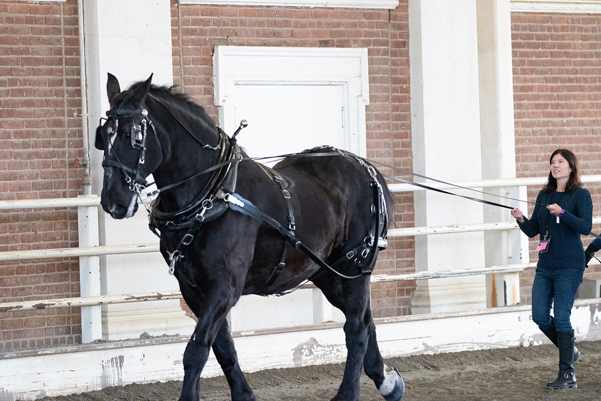 A woman driving a draft horse from the ground