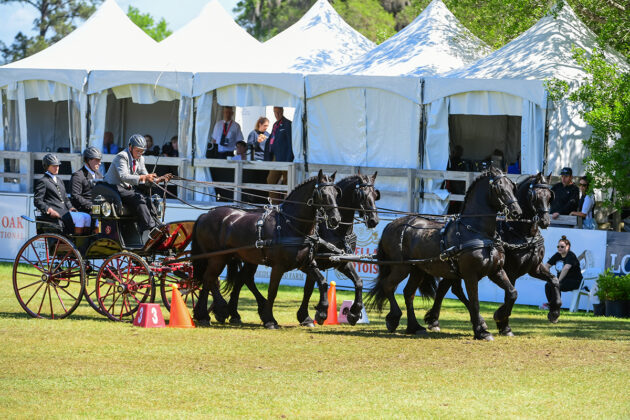 Canadian Gerben Steenbeck and his Friesians in the cones phase of the 2024 Live Oak International FEI 3* Horse Teams class